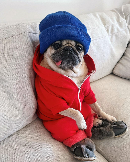 National Pet Day: The Top Pet Influencers + Insights - StatSocial National Pet Day: The Top Pet Influencers + Insights - StatSocial