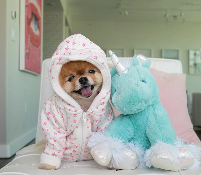 Jiff Pom, one of the most followed pet influencers on social media
