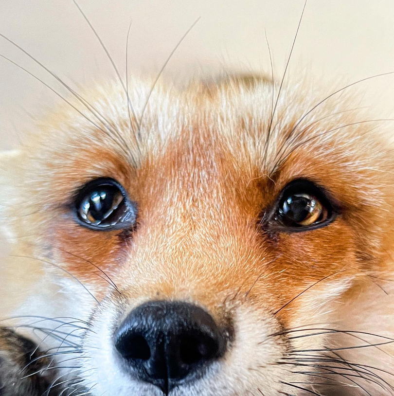Jupiter the fox, one of social medias beloved pet influencers