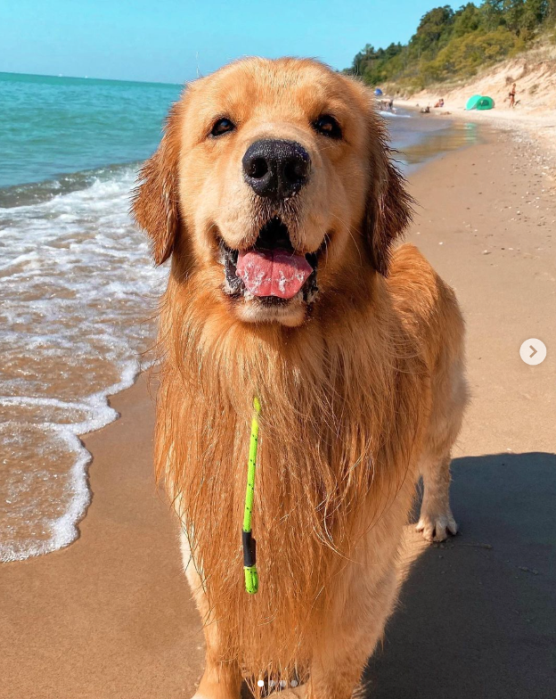 Tucker the Golden Retriever, #4 in the top 5 pet influencers